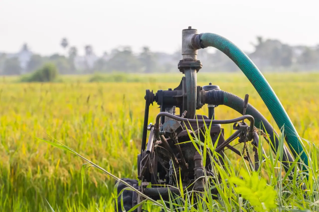 An irrigation pump head and delivery hose at the edge of a green paddy field